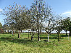 Fruit trees