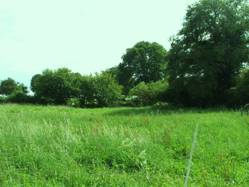 Part of the garden